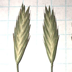 Close View of Two Spikelets